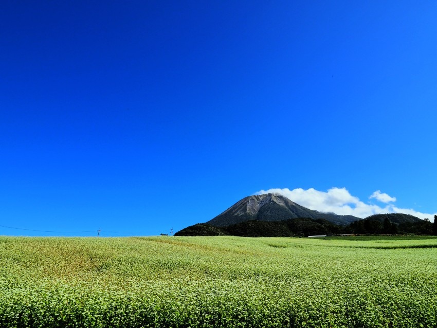 青い空と大山と白い蕎麦畑